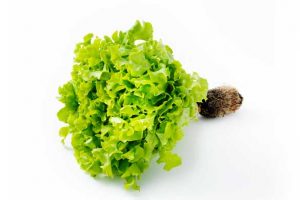 Subtly Sweet Salad Oakleaf Lettuce