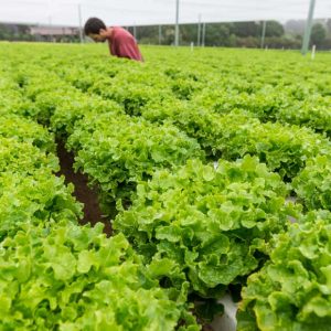 Hydro Produce farms across Australia