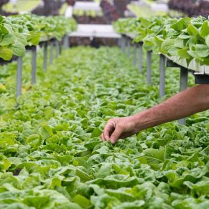 inspecting-our-hydroponic-crops-hydro-produce-australia