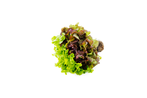 Subtly Sweet Salad Oakleaf Lettuce