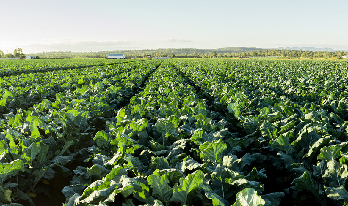 Brassicas! Brass-eh what? - A Guide To Brassicas Types & Best Uses ...