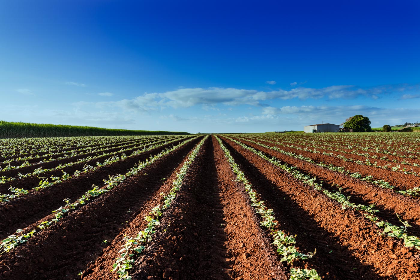 Hydro Produce | Growers & Suppliers of Australian Farmed Fresh Produce